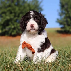 Zeke/Springerdoodle									Puppy/Male	/7 Weeks,Meet Zeke, the adorable F1B Springerdoodle! This charming little guy is the perfect mix of Springer Spaniel and Poodle, with soft, wavy curls that bounce with every step. His twinkling eyes shine with curiosity, and his little tail wags non-stop, spreading joy wherever he goes. Zeke’s sweet puppy eyes and love for cuddles make him an instant heartthrob. He’s full of energy, loves playtime, and is eager to learn new tricks to impress his favorite humans. Every day with him promises new adventures, filled with puppy love and endless tail wags!