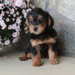 Odette/Yorkie Poo									Puppy/Female	/September 11th, 2024,Meet Odette, a playful Yorkie-Poo puppy that is socialized and being family raised with children. This cute pup is vet checked and up to date on shots & wormer plus the breeder provides a 30 day health guarantee for Odette. And, she is raised in the breeders home. To learn more about this sweet girl, call the breeder today!