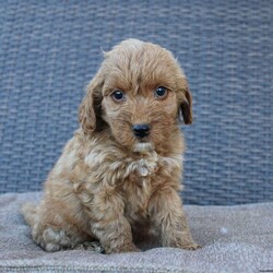 Coy/Mini Goldendoodle									Puppy/Male	/6 Weeks,Here comes the puppy of your dreams! Soft, fluffy, and kissable! This little cutie comes up to date on shots and dewormer and vet checked. The breeder made sure that the puppies are all well socialized with children and family raised. If you are interested in learning more about our puppies contact us today!