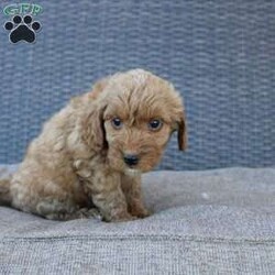 Coy/Mini Goldendoodle									Puppy/Male	/6 Weeks,Here comes the puppy of your dreams! Soft, fluffy, and kissable! This little cutie comes up to date on shots and dewormer and vet checked. The breeder made sure that the puppies are all well socialized with children and family raised. If you are interested in learning more about our puppies contact us today!