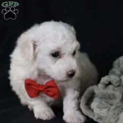 Bobby/Bichon Frise									Puppy/Male	/5 Weeks, is a happy, cuddly Bichon Frise puppy with a heart of gold. With her fluffy white coat and sparkling eyes, she’s a bundle of joy waiting to fill your days with love and laughter.