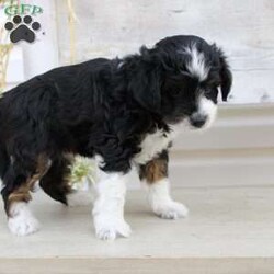 Ty/Mini Aussiedoodle									Puppy/Male	/September 16th, 2024,Here comes Ty a loving Mini Aussiedoodle puppy who is well socialized with children and family raised. This little cutie comes up to date on shots and dewormer and vet checked! The breeder offers a health guarantee on this puppy as well. If you are searching for a delightful little puppy with a gentle heart contact Susie today! 