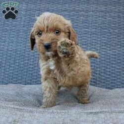 Coy/Mini Goldendoodle									Puppy/Male	/6 Weeks,Here comes the puppy of your dreams! Soft, fluffy, and kissable! This little cutie comes up to date on shots and dewormer and vet checked. The breeder made sure that the puppies are all well socialized with children and family raised. If you are interested in learning more about our puppies contact us today!