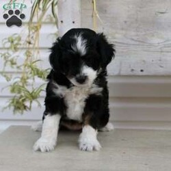 Ty/Mini Aussiedoodle									Puppy/Male	/September 16th, 2024,Here comes Ty a loving Mini Aussiedoodle puppy who is well socialized with children and family raised. This little cutie comes up to date on shots and dewormer and vet checked! The breeder offers a health guarantee on this puppy as well. If you are searching for a delightful little puppy with a gentle heart contact Susie today! 