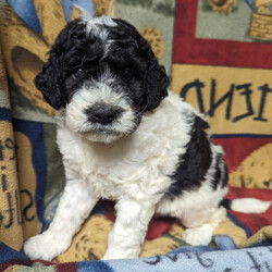 Adopt a dog:Parson/Bernedoodle/Male/6 weeks,I am ready to be your little rascal! You will love my spunky attitude, I promise! When you love on me, I will enjoy every minute of our snuggles. When you want to play with me, just say the word! I'm always up for fun! I am so good with children and other dogs. You can rest assured I will be your loyal best friend! Choose me today, and you'll be so happy you did!