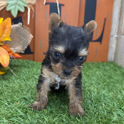 Vince/Yorkshire Terrier/Male/6 weeks