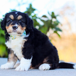 Adopt a dog:Jordan/Bernedoodle/Male/7 weeks,Hi, I'm Jordan! It's very nice to meet you. I am a very outgoing puppy looking for a family where I would fit in! If you think you could be that family, hurry up and pick me up. I will be up to date on my vaccinations before coming home to you, so we can play as soon as I get there. I'm very excited about meeting my new family, so please don't make me wait too long!