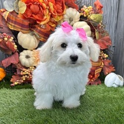 Adopt a dog:Mable/Coton de Tulear/Female/15 weeks,Hi, my name is Mable. I am so excited I love to be around people, and you will enjoy being with me! I’m looking forward to meeting my new forever family. Could that be with you? I sure hope so. I am a gorgeous puppy with a personality to match. I am also up to date on my vaccinations and vet checked from head to tail, so when you see me, I will be as healthy as can be. What are you waiting for? I know I will be the best friend you have dreamed of.