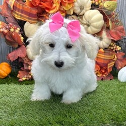 Adopt a dog:Mable/Coton de Tulear/Female/15 weeks,Hi, my name is Mable. I am so excited I love to be around people, and you will enjoy being with me! I’m looking forward to meeting my new forever family. Could that be with you? I sure hope so. I am a gorgeous puppy with a personality to match. I am also up to date on my vaccinations and vet checked from head to tail, so when you see me, I will be as healthy as can be. What are you waiting for? I know I will be the best friend you have dreamed of.