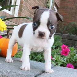 Adopt a dog:Drake/Boston Terrier/Male/11 weeks,I have a lot of adventures planned for you and me. Are you the lucky one for me? I sure hope so! My name is Drake and I’m a cutie. I love to share, and I’m good at it, too. If you like, you can cuddle with me in my doggy bed on those cold nights. I’ll make plenty of room for you. You can take me for long walks, as I’m always on my best behavior. I’ll be the center of attention with my shiny coat and brilliant personality. When I arrive to my new home, I will be up to date on my puppy vaccinations and vet checked from head to tail. Don’t miss out on me!