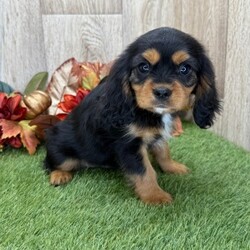 Adopt a dog:Ed/Cavalier King Charles Spaniel/Male/11 weeks,My name is Ed. I am the sweetest puppy you will ever meet. I like to play by day and cuddle at night. I love to run and roll around outside. But, my favorite thing to do after a long day at play is to snuggle up on the couch next to my family and sleep as they pet my head. I will come up to date on my vaccinations and vet checked. Please call about me. I can't wait to meet you!