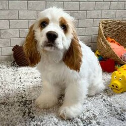 Adopt a dog:Soren/Cocker Spaniel/Male/23 weeks,If you are looking for the perfect puppy, then you can just stop looking because I am the one for you. I'm lovable, fun, and healthy too! I have been vet checked from head to tail and I'm up to date on my puppy vaccinations, so I will be ready for all types of adventures with you! If you want a puppy who will be by your side for years to come, pick up the phone and call about me now!