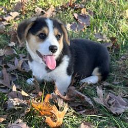 Adopt a dog:River/Pembroke Welsh Corgi/Female/10 weeks,Hi, my name is River, and I am the companion you have been looking for! I am the true definition of a man's best friend. I will arrive to my new home up to date on my vaccinations and vet checked from head to tail. We can play fetch or go for a walk; it does not matter as long as I'm with you. Pick me, you will not regret it! Call about me today before it is too late!