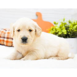 Adopt a dog:Maisy/Golden Retriever/Female/4 weeks,Hi, I'm Maisy! It's very nice to meet you. I am a very outgoing puppy looking for a family where I would fit in! If you think you could be that family, hurry up and pick me up. I will be up to date on my vaccinations before coming home to you, so we can play as soon as I get there. I'm very excited about meeting my new family, so please don't make me wait too long!