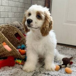 Adopt a dog:Soren/Cocker Spaniel/Male/23 weeks,If you are looking for the perfect puppy, then you can just stop looking because I am the one for you. I'm lovable, fun, and healthy too! I have been vet checked from head to tail and I'm up to date on my puppy vaccinations, so I will be ready for all types of adventures with you! If you want a puppy who will be by your side for years to come, pick up the phone and call about me now!