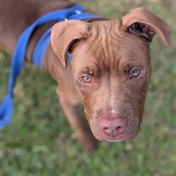 Adopt a dog:Earl/Staffordshire Bull Terrier / Rhodesian Ridgeback/Male/5 Months,Hi, my name is Earl! I'm a handsome young puppy bursting with energy, sunshine and rainbows! I found myself in a dark place with my siblings, someone picked us up and took us to the vet, then we ended up here at the RSPCA, now we are ready to go on new adventures and find loving homes! I have had a few issues with my eyes not being how they should be, but some lovely caring vets are looking after me, and I'm SO close to having my (hopefully) final surgery to fix my eyelids – They're pretty sore right now, I can't wait to be all better. I really enjoy playing with my toys and running around with pigs' ears, I can be jumpy at times and if lots is going on, I can become too excited. For this reason, I am suited to a home with older children over the age of 10, just to prevent any mishaps! If you're looking for a new mate that you can train, build a bond with, take to the beach and puppy school, take me into consideration, I promise I will melt your heart with my gorgeous boof face. XX Earl My adoption fee = $620 & I come desexed & microchipped, with my vaccinations, flea, tick & worming treatments all started. Please give the Coffs Harbour shelter a call today if you'd like to meet me, and remember, you will need to bring all members of the household, including any other dogs, when you come down.