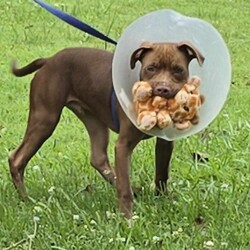 Adopt a dog:Earl/Staffordshire Bull Terrier / Rhodesian Ridgeback/Male/5 Months,Hi, my name is Earl! I'm a handsome young puppy bursting with energy, sunshine and rainbows! I found myself in a dark place with my siblings, someone picked us up and took us to the vet, then we ended up here at the RSPCA, now we are ready to go on new adventures and find loving homes! I have had a few issues with my eyes not being how they should be, but some lovely caring vets are looking after me, and I'm SO close to having my (hopefully) final surgery to fix my eyelids – They're pretty sore right now, I can't wait to be all better. I really enjoy playing with my toys and running around with pigs' ears, I can be jumpy at times and if lots is going on, I can become too excited. For this reason, I am suited to a home with older children over the age of 10, just to prevent any mishaps! If you're looking for a new mate that you can train, build a bond with, take to the beach and puppy school, take me into consideration, I promise I will melt your heart with my gorgeous boof face. XX Earl My adoption fee = $620 & I come desexed & microchipped, with my vaccinations, flea, tick & worming treatments all started. Please give the Coffs Harbour shelter a call today if you'd like to meet me, and remember, you will need to bring all members of the household, including any other dogs, when you come down.