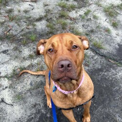 Adopt a dog:Ruby/American Staffordshire Terrier/Female/3 Years 3 Months,Hi there, My names Ruby and I am a sweet gentle lady finally on the lookout for my forever home! Could this be with you? I came to the RSPCA in quite a rough looking state – fortunately for me I am looking and feeling a lot better!  I am looking for a family who is patient and can take their time with me I would love a routine so that I can start to understand how things happen each day. This could be play, eat, sleep. I would love to laze around in the sun whilst you do some gardening or sit by you whilst we watch some telly together! I'm a pretty smart lady I already know how to sit and I am quite toilet trained in my kennel!  Unfortunately I am not huge on meeting other dogs so I must be the only dog in the household. I wouldn't be suited to going to cafe's, dog parks or the beach at this stage.  If you are interested in meeting me please call 0477 064 192 or follow the link   to fill out the exceptional owners form.