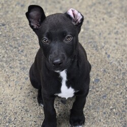 Adopt a dog:Toes/Siberian Husky / Australian Dingo/Female/2 Months,Hello there, I'm Toes, I'm a bundle of joy with a heart full of puppy love to give. I'm just starting to explore the world and I'm eager to learn everything about life! I need a family who can teach me new things every day. I'm an easy-going pup with a moderate lifestyle. I love playtime and naptime equally. While I'm very sociable with other dogs, I'm still learning how to make friends. So, if you have other dogs at home, that would be pawsome! I promise to be a good sister. I have no known history of issues with children or other animals, so I should fit in just about anywhere. My only requirement is that my new family works average hours, so I am not left alone for too long while I settle in to my forever home. After all, a social butterfly like me loves company! I may just be a puppy, but I promise to grow up into a loyal and loving dog. If you can offer me a loving home, I promise to fill it with joy, laughter, and lots of cuddles. I can't wait to meet you and start our adventures together. My adoption fee is $620 & I am desexed and microchipped, with my vaccinations, flea, tick & worming treatments all on board. If you think I'm the one for you, give the shelter a call! You will need to bring all the members of your household, including any other dogs when you come to meet me!