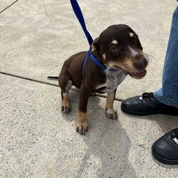 Adopt a dog:Pumba/Australian Kelpie/Male/3 Months,Hello there! I'm Pumba, a young, energetic Australian Kelpie pup. At just three months old, I'm full of life and ready to find my forever home. I'm a high-energy guy who needs an adult-only home with someone who's not gone all day. You see, my breed is used to working, and I've got lots of energy to burn! I'm looking for an experienced dog owner who knows how to handle my breed's energy and intelligence. Training might be a bit of a challenge, but I promise I'm worth it! My ideal home is a single dog household, where I can soak up all the love and attention. I don't have any known issues with other animals, but I do best as the only dog. If you're familiar with my breed and are looking for a loyal, energetic companion, I might just be your guy! I can't wait to find my forever home and start our adventures together. Will you be my new best friend? Requirements: **If you are interested is giving this wonderful pet a home please visit our website and complete an expression of interest 