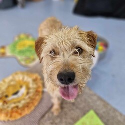 Adopt a dog:Camilla/Golden Retriever / Poodle (Standard)/Female/10 Months,Hi there, my name is Camilla! I'm a sweet, 10-month-old Golden Retriever mix girl with a heart full of love to give. I'm still a puppy, so I'm curious about everything and eager to learn about life. I may look a little different as I only have three legs, but I'm a little go-getter with plenty of energy. I promise that with lots of patience and training, I'll be the best girl you could ever dream of! I'm quite sociable with my fellow doggies, but I don't have much experience with other animals. That said, I'm open to making friends of all kinds. I'm looking for a quiet, calm household where someone can be home most or all of the time – I like company and I'm still learning about the world, so having you around would be a big help. Did I mention that I love to be active? I have a moderate lifestyle, so a daily walk or a fun game of fetch would make my tail wag with joy. If you have kids aged 10 years or older, I would love to play with them too when I'm all settled into your home! So, if you're looking for a loyal, loving, and fun companion, I'm your girl. I can't wait to meet you and become a part of your family! -Lvl 2 ART Adoption -Quiet home -Must meet other dogs -Dog confident children over 10 yrs Someone home more often than not -Time alone handout -Ongoing Positive Reinforcement Training