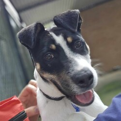 Adopt a dog:Grommet/Australian Kelpie/Male/4 Months,Hi there! My name is Grommet, and I'm the cutest little ball of joy you'll ever meet! I might be small now, but my heart is HUGE, and I've got enough love to share with a family just like yours. As a curious pup, I love exploring my surroundings-sniffing out new scents and making friends with anyone who stops to say hello. I might wiggle my tail so hard I look like I'm about to take off! I have plenty of puppy energy, so daily playtime is a must. Whether it's chasing after a squeaky toy or pouncing on a playful friend, I'm always ready for an adventure. I'm also eager to learn! A little puppy school would be perfect for me to pick up some manners and tricks. I promise I'm a quick learner and can't wait to impress you with my new skills. Plus, it'll help me meet new people and other pups-socialization is key for a growing girl like me! One thing to keep in mind is that I'll need a safe space to roam and play. A secure fence in your yard would be ideal, so I can frolic freely without worrying about any sneak escapes. Safety first, right? I love the great outdoors, but I want to make sure I stay close to my family. I'm not very fond of smaller fast moving people, so I'm best suited to a home with any children over the age of 12. So, if you're looking for a playful companion who's ready to fill your days with laughter, love, and a little bit of puppy mischief, I'm your boy! Let's start our forever adventure together. Can't wait to meet you! My adoption fee is: $620 which includes = desex, vaccination, microchip with flea and tick prevention started