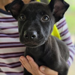 Adopt a dog:Bonnie/Siberian Husky / Australian Dingo/Female/2 Months,Hello there, I'm Bonnie! I'm a sweet, young girl with a big heart and even bigger personality! I'm still a puppy, so I've got a lot of learning and growing to do. I need a patient, loving family who can guide me through this exciting stage of life. I'm smart and eager to learn all about this great big world, so daily experiences and training will be a fun adventure for us both! Even though I'm young, I've proven to be quite sociable with my fellow canine companions. I think a playmate would be really nice, but I'm also just as happy being the only pet in the home. As far as humans go, I'm pretty easy-going. I don't have any issues with children, and I'm comfortable around adults with average work hours. Overall, I'm a sweet, playful pup who's ready to bring joy and love to my forever home. If you're ready for the adventure of a lifetime, I can't wait to meet you! My adoption fee is $620 and I am desexed, microchipped and vaccinated, with my flea, tick & worming treatments all started If you think I'm the one for you, give the shelter a call! You will need to bring all the members of your household, including any other dogs when you come to meet me!