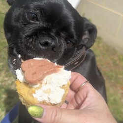 Mars/Pug / Jack Russell Terrier (Smooth)/Male/2 Years 4 Months,Hello! I'm Mars, a charming 2-year-old Pug who's looking for a forever home. I'm a male pup with a moderate lifestyle and a playful personality. My training is still a work in progress, but I'm eager to learn and explore life every day. I'd thrive in a home with someone who works average hours and can give me the attention I need. Ideally, you'd have a securely enclosed backyard or an attached enclosure for me to get my daily exercise, sniff around, and just be a dog. A home with kids aged 12 years and above would be great as I've got a lot of energy to share. As far as other dogs are concerned, I can be a bit selective, so perhaps it's best if we avoid off-leash dog parks. But don't worry, I've never had any issues with other animals at home. My vets have plans to do further surgeries and this will be completed at RSPCA Veterinary Hospital in Yagoona. I would love the chance to settle into my new home first and allow for a smoother recovery. It is recommended that you are located in the Sydney/Illawarra/Central Coast as you will need to travel to Yagoona for further vet appointments. If you're willing to share your home and your heart with a fun-loving pug like me, I promise to shower you with love and make every day a joy. Can't wait to meet you!