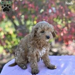 Noelle/Cockapoo									Puppy/Female	/10 Weeks,These adorable Cockapoo puppies are ready to find their forever homes! Raised in a loving, family-oriented environment, they have been socialized to ensure they grow into friendly, well-adjusted companions. The puppies’ mom is a sweet Cockapoo, and their dad is a handsome red Mini Poodle, so they will likely inherit a perfect mix of intelligence, charm, and hypoallergenic coats.