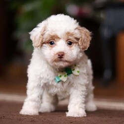 Jude/Shih-Poo									Puppy/Male	/8 Weeks,Meet Jude the adorable Shihpoo puppy, the perfect mix of charm and cuteness! With a soft, fluffy coat and sparkling eyes, this little one is bound to steal your heart. Shihpoos are a delightful blend of Shih Tzu and Poodle, combining the affectionate and playful nature of both breeds.