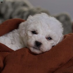 Tiny-Frosty/Bichon Frise									Puppy/Male	/6 Weeks