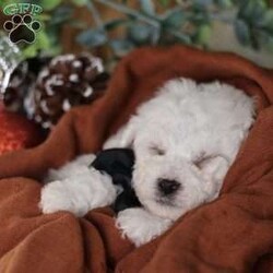 Tiny-Frosty/Bichon Frise									Puppy/Male	/6 Weeks,, a little winter wonder, is a Bichon Frise puppy with a heart as pure as the driven snow. His soft, white fur and playful spirit make him the perfect Christmas companion. Whether he’s frolicking in the snow or curled up by the fireplace, Frosty is sure to bring joy and warmth to your home.