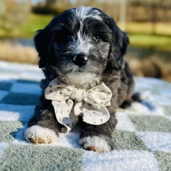 Autumn/Bernedoodle									Puppy/Female	/8 Weeks,Meet Autumn! F1 standard size blue merle girl with a beautiful soft hair coat and stunning light and navy mixed/marbled blue eyes. Estimated full grown weight 60 lbs. Both parents are OFA certified and genetically health tested. Autumn will come home with her health record, two year genetic health guarantee, CKC registration app, wellness exam copy, 30 day free offer Trupanion insurance, littermate scented blanket and will be utd on her shots and dewormings. Contact us for more info including pics/videos or setup a time for FaceTime. 