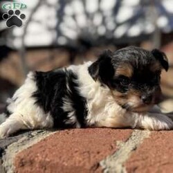 Emily/Biewer Terrier									Puppy/Female	/6 Weeks,Hey There, My name is Emily! I am a very beautiful female Biewer puppy! I was born on October 5th, 2024. I am such a sweet little girl! I’m looking for my new family, could that be with you? If you choose me I will come home to you vet checked with my vaccinations and deworming up to date and I will also be microchipped! If you think that I would be the perfect little addition for your family, then please call or text to find out more information about me!