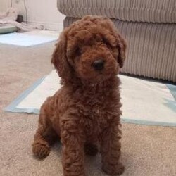 Adopt a dog:Beautiful 10 week old female F1b red cockapoo puppy/Cockapoo/Female/11 weeks,Only one dark red little girl left.
I have one adorable female red F1b cockapoo puppy available to a five star home. Lyra had her second, and final litter, ten weeks ago. She is an excellent mum and the puppies are progressing extremely well. They are enthusiastically weaning onto good quality puppy food. The puppies are being reared in the centre of my home and are used to all usual household noises and are progressing well with puppy pad training. They are very confident, friendly and playful and are developing their own individual personalities. Lyra had five puppies but an all but one little girl have gone to their forever homes.

Lyra is an extremely friendly and clever girl and will be happy to show you her puppies. She is a F1 cockapoo from fully health tested parents and is up to date with her vaccinations. The puppies' father is Jim a KC registered, fully health tested red toy poodle ( photos and copies of his papers can be seen). He also has an outgoing and loving personality.

I am happy to provide more photos and videos as the puppies grow. Once you have chosen your puppy you are welcome to visit as many times as you wish to bond with her.

The puppies from Lyra's first litter have grown into loving, intelligent family companions. Lady (at 16 weeks) and Popcorn (at just over two years) are pictured.

The puppies will be ready to leave, for their new homes from the 30th October, when they will be eight weeks old. They will have had full health checks. They have been wormed at three, five and seven weeks. They will leave with:

Microchip
1st vaccination
Contract
Care sheet
Puppy pack comprising change over food, scent blanket and favourite toy.

A £200 non refundable deposit will secure your chosen puppy. I am happy to provide a lifetime of support for your new family member. If you think you could offer one of these adorable girls a forever home please get in touch to chat more and ask any questions you may have.