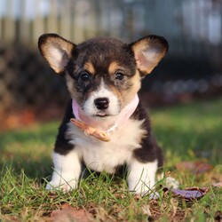 Ruby/Pembroke Welsh Corgi									Puppy/Female	/7 Weeks