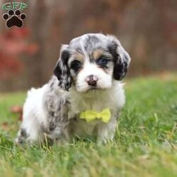 Wyatt/Cockapoo									Puppy/Male	/6 Weeks,Wyatt is the sweetest Cockapoo puppy around! With his expressive face and twinkling puppy dog eyes, he’s used to getting his way. This little sweetheart has everyone wrapped around his tiny paw! His soft, silky coat and playful personality are just a few of his outstanding qualities. Highly trainable, focused, and irresistibly adorable, Cockapoo’s are perfect for family life. As a delightful mix of the charming Cocker Spaniel and the hypoallergenic Poodle, he embodies all the best traits of both breeds. If you’re looking for a pup who can keep up with the fast-paced and ever-changing schedule of a family with kids, he’s the perfect match. We prioritize socializing our puppies from the moment they are born, ensuring they join their new homes with a confident and adaptable demeanor. These pups are mellow and even-tempered, making them a joy to have around. He is ready to bring love and laughter into your family!