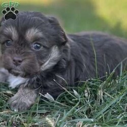 Trixie/Peekapoo									Puppy/Female	/9 Weeks,Hey There, My name is Trixie! I am a very beautiful female Peekapoo puppy! I was born on September 18th, 2024. I am such a sweet little girl! I am looking for my new family, could that be with you? If you choose me I will come home to you with my vaccinations and deworming up to date. If you think that I would make the perfect little addition to your family, then please call or text to find out more information about me!