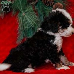 Rudolph/Mini Bernedoodle									Puppy/Male	/8 Weeks, is a happy, cuddly Mini Bernedoodle puppy with a heart of gold. With his fluffy black / white coat and sparkling eyes, she’s a bundle of joy waiting to fill your days with love and laughter.