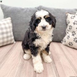 Daisy/Mini Bernedoodle									Puppy/Female	/9 Weeks,Great to meet you!  I’m Daisy, a beautiful Mini Bernedoodle puppy and i would love to make your day better! I am very happy, playful and very well socialized! I would love to fill your home with all of my puppy love! I have been vet checked, microchipped and I am up to date on vaccinations and dewormings and will come with a one year genetic health guarantee. Call or text anytime to make me the newest addition to your family and get ready to spend a lifetime of tail wagging fun!