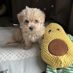 Maltipoo pups ready to leave/Maltipoo/Mixed Litter/10 weeks,Hi we have 4 Maltipoo looking for their forever homes
Mum is our kc Maltese who is quite small dad is toy poodle kc
 Pups are raised in our family home and are used to all household noises and been handled by my kids everyday
Pups will be wormed flead and microchipped will have puppy pack