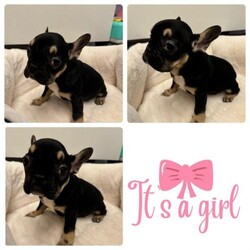 Adopt a dog:READY NOW French bulldog puppies/French bulldog/Mixed Litter/4 months,REDUCED! £750 last reduction! READY NOW 

Beautiful French bulldog babies looking for homes.
They have been brought up in our family home surrounded with love and lots of cuddles.
They will be used to everyday household noises and family life before leaving . They have also been brought up around children.
KC and DWKC parents

Pictures and videos will be sent of the puppies and viewings are also welcome. A £250 non refundable holding fee secures puppy of your choice.


They will leave with a puppy pack..
vet checked
microchipped
first vaccinations
4 weeks free insurance
wormed from 2 weeks of age
 food and goodie bag

Only serious enquiry’s welcome.

Black and Tan girl
Black and Tan girl
Black and Tan girl
Chocolate and tan girl
Merle boy