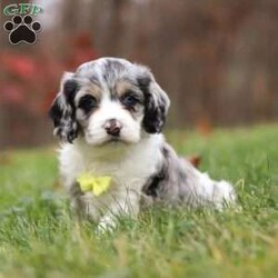 Wyatt/Cockapoo									Puppy/Male	/6 Weeks,Wyatt is the sweetest Cockapoo puppy around! With his expressive face and twinkling puppy dog eyes, he’s used to getting his way. This little sweetheart has everyone wrapped around his tiny paw! His soft, silky coat and playful personality are just a few of his outstanding qualities. Highly trainable, focused, and irresistibly adorable, Cockapoo’s are perfect for family life. As a delightful mix of the charming Cocker Spaniel and the hypoallergenic Poodle, he embodies all the best traits of both breeds. If you’re looking for a pup who can keep up with the fast-paced and ever-changing schedule of a family with kids, he’s the perfect match. We prioritize socializing our puppies from the moment they are born, ensuring they join their new homes with a confident and adaptable demeanor. These pups are mellow and even-tempered, making them a joy to have around. He is ready to bring love and laughter into your family!