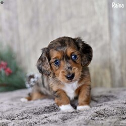 Raina/Dachshund									Puppy/Female	/8 Weeks,These adorable Miniature Dachshund puppies are ready to join loving homes where they will receive the care and attention they deserve. Raised in a family setting, these puppies are well-socialized and accustomed to being around people, making them affectionate and playful companions. They are looking for homes where they can bring joy and become beloved members of the family.