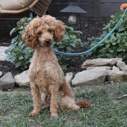 River/Cavapoo									Puppy/Female	/8 Weeks,I offer a one year health guarantee. Up to date on shots and dewormings. I’m looking for a loving indoor home. Shipping options are available anywhere in the US. All Sunday calls are returned on Mondays. Thanks Jon