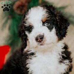 Hector/Bernedoodle									Puppy/Male	/7 Weeks,Do you love Bernese Mountain dogs but struggle with the heavy shedding then take a look at this puppy. With their poodle hair but Bernese happy personality they are sure to please.