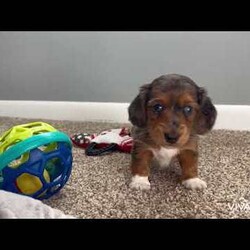 Raina/Dachshund									Puppy/Female	/8 Weeks,These adorable Miniature Dachshund puppies are ready to join loving homes where they will receive the care and attention they deserve. Raised in a family setting, these puppies are well-socialized and accustomed to being around people, making them affectionate and playful companions. They are looking for homes where they can bring joy and become beloved members of the family.