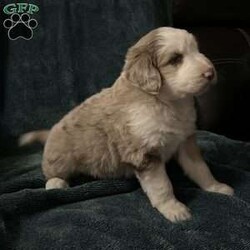 Willow/Aussiedoodle									Puppy/Female	/October 13th, 2024,Come meet your forever friend. She loves to play and explore. She is from a litter of 5 healthy happy puppies. Vet checked and up to date on shots and has been dewormed.