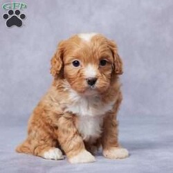 Ezra/Cavapoo									Puppy/Male	/6 Weeks,Meet Ezra, the sweetest F1 Cavapoo you’ll ever find! This little guy is looking for a loving forever home where he can shower his new family with love and cuddles. Raised in a caring environment, Ezra is well-socialized and ready to be your best friend. He’s been vet-checked, is up-to-date on vaccines and dewormer, and is microchipped for extra peace of mind. Ezra comes with a health guarantee, so you know he’s off to a healthy start in life. His parents are AKC registered and have been genetically tested to ensure the best for their puppies. Whether you pick him up or choose delivery, Ezra will be ready to brighten your life. Don’t miss the chance to make Ezra part of your family—he’s waiting just for you!