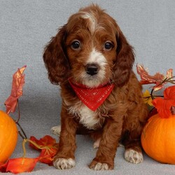 Scout/Cavapoo									Puppy/Male	/8 Weeks